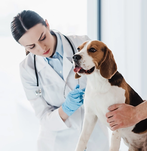 Saruhanlı Veteriner